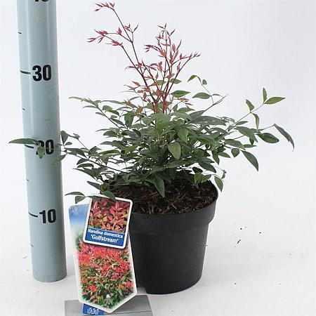 Nandina d. 'Gulf Stream' Pot 2 Liter 20 - 30 cm