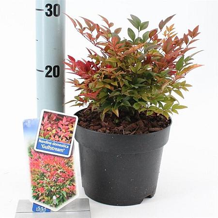 Nandina d. 'Gulf Stream' Pot 2 Liter 20 - 30 cm