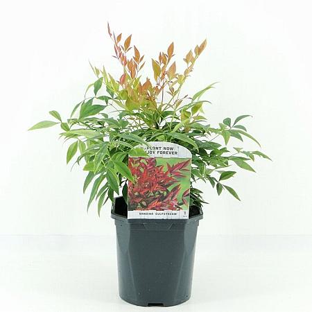 Nandina d. 'Gulf Stream' Pot 2 Liter30 - 40 cm