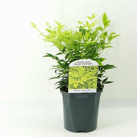 Nandina d. 'Lemlim' Pot 2 Liter30 - 40 cm