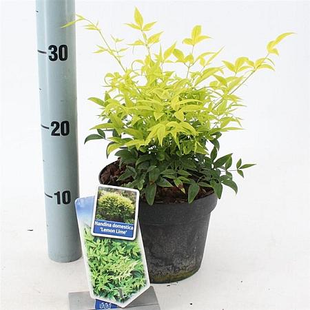 Nandina d. Magical Lemon & Lime Pot 2 Liter 20 - 30 cm