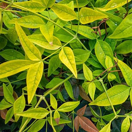 Nandina d. Magical Lemon & Lime Pot 2 Liter 20 - 30 cm