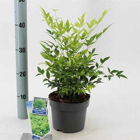 Nandina d. Magical Lemon & Lime Pot 2 Liter 20 - 30 cm