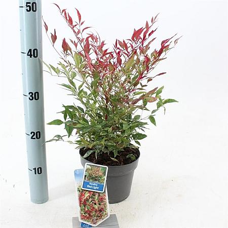 Nandina d. Red Light Pot 2 Liter 20 - 30 cm