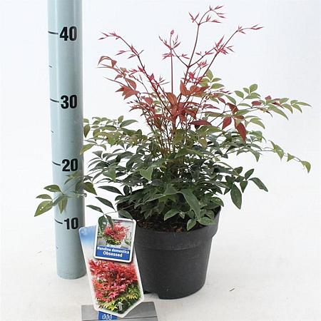 Nandina domestica Obsessed Pot 2 Liter 20 - 30 cm