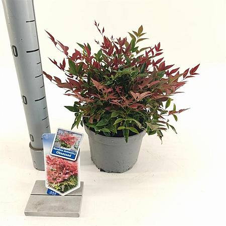 Nandina domestica Obsessed Pot 2 Liter 20 - 30 cm