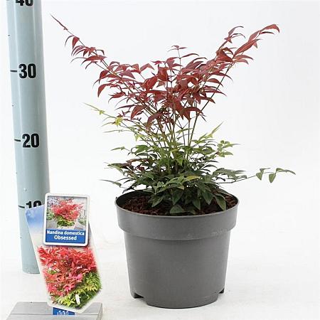 Nandina domestica Obsessed Pot 2 Liter 20 - 30 cm