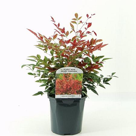 Nandina domestica Obsessed Pot 2 Liter30 - 40 cm