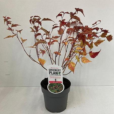 Neillia affinis Pot 2 Liter30 - 40 cm