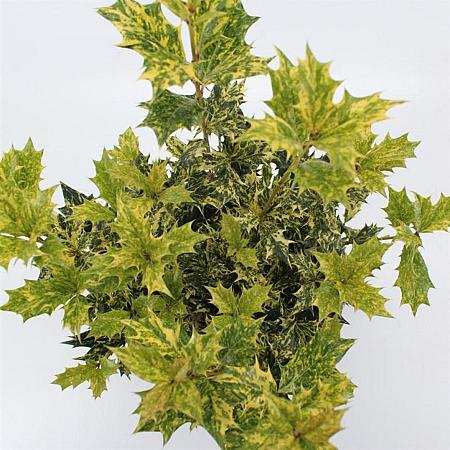 Osmanthus heter. 'Goshiki' Pot 3 Liter 30 - 40 cm