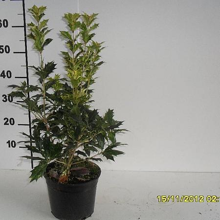 Osmanthus heter. 'Goshiki' Pot 4 Liter 40 - 50 cm