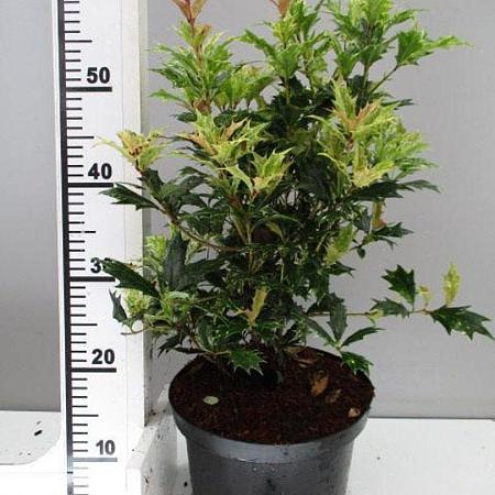 Osmanthus heter. 'Goshiki' Pot 4 Liter 40 - 50 cm