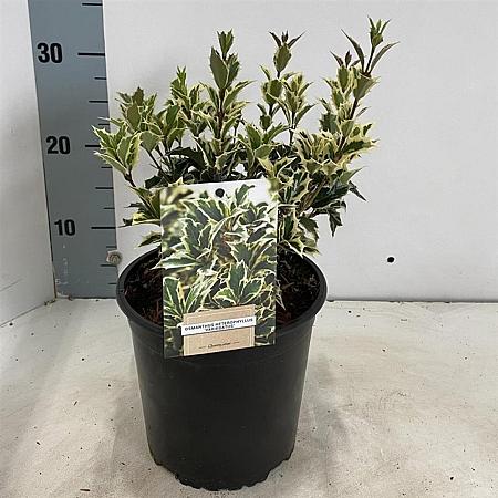 Osmanthus heter. 'Variegatus' Pot 2 Liter 20 - 30 cm