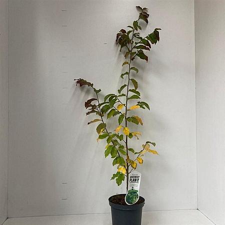 Parrotia persica Pot 3 Liter 40 - 50 cm