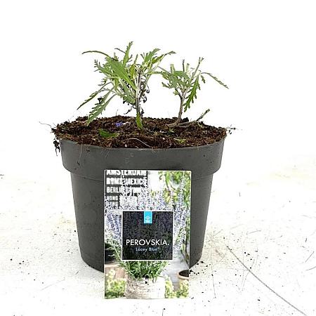 Perovskia atripl. Lacey Blue Pot 2 Liter