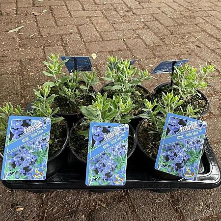Perovskia atripl. 'Little Spire' Pot 2 Liter 20 - 30 cm