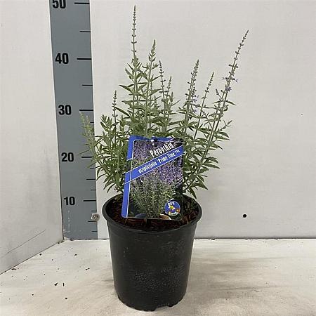 Perovskia atripl. 'Prime Time' Pot 2 Liter 20 - 30 cm