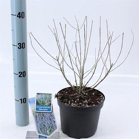 Perovskia 'Blue Spire' Pot 2 Liter30 - 40 cm