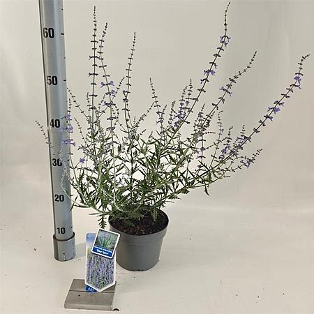 Perovskia 'Blue Spire' Pot 2 Liter30 - 40 cm