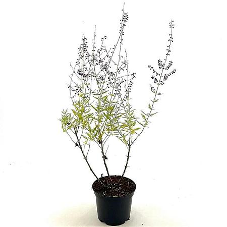 Perovskia 'Blue Spire' Pot 2 Liter30 - 40 cm