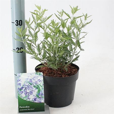 Perovskia 'Blue Spire' Pot 2 Liter30 - 40 cm