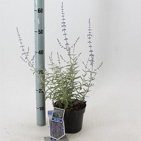 Perovskia 'Blue Spire' Pot 2 Liter30 - 40 cm