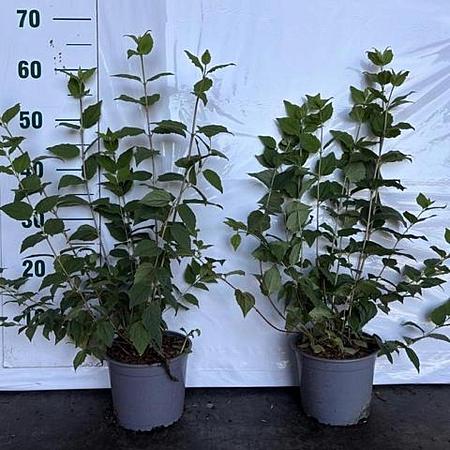 Philadelphus 'Belle Etoile' Pot 2 Liter30 - 40 cm