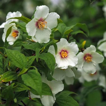 Philadelphus 'Belle Etoile' Pot 2 Liter30 - 40 cm