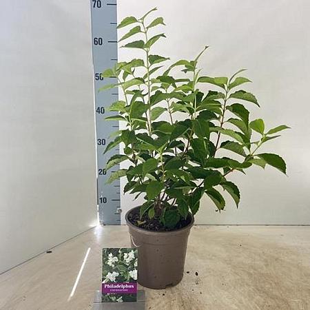 Philadelphus coronarius Pot 2 Liter40 - 50 cm