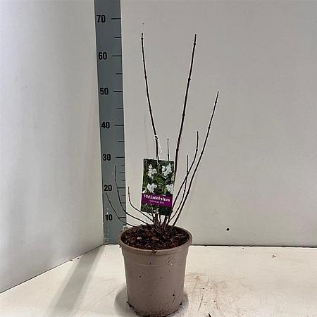 Philadelphus coronarius Pot 2 Liter40 - 50 cm