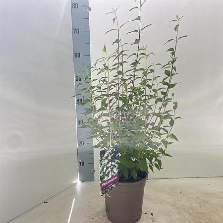 Philadelphus 'Lemoinei' Pot 2 Liter30 - 40 cm
