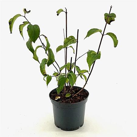 Philadelphus 'Starbright' Pot 3 Liter 40 - 50 cm