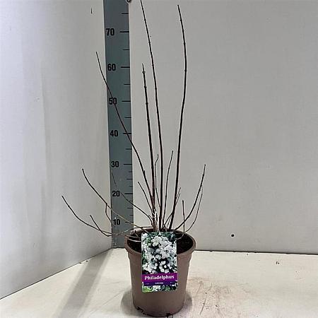 Philadelphus 'Virginal' Pot 2 Liter30 - 40 cm