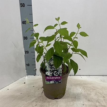 Philadelphus 'Virginal' Pot 2 Liter30 - 40 cm