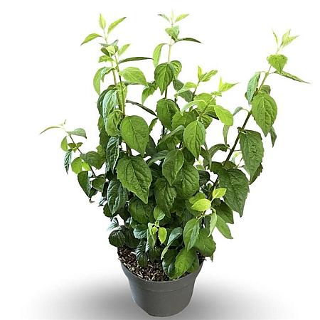 Philadelphus 'Virginal' Pot 4 Liter 40 - 60 cm