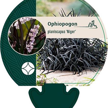 Ophiopogon plan. 'Niger' Pot 9 cm