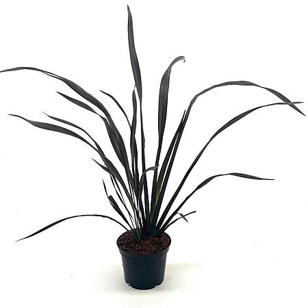 Phormium 'Platt's Black' Pot 2 Liter 20 - 30 cm