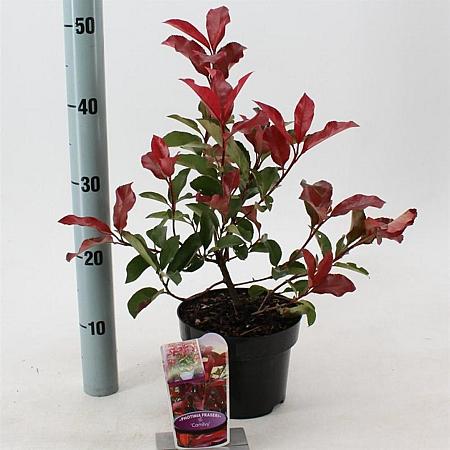 Photinia fraseri 'Camilvy' Pot 2 liter 25-30cm