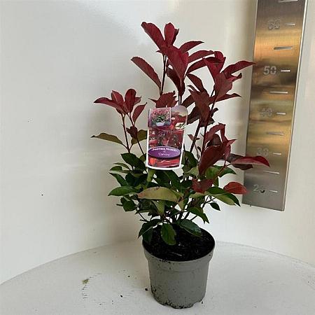 Photinia fraseri 'Camilvy' Pot 2 liter 25-30cm