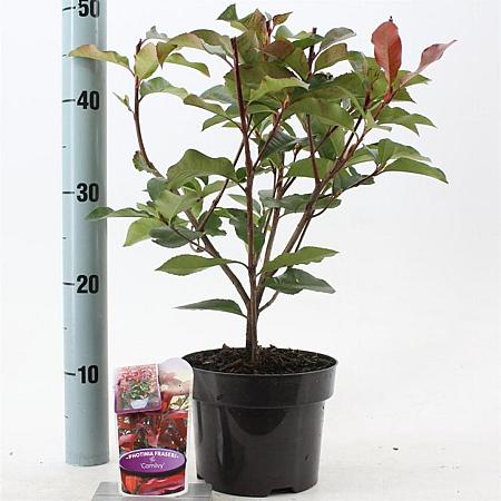 Photinia fraseri 'Camilvy' Pot 2 liter 25-30cm