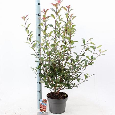Photinia fraseri Carré Rouge Pot 5 Liter 60 - 70 cm