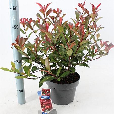 Photinia fraseri Carré Rouge Pot 5 Liter 60 - 70 cm