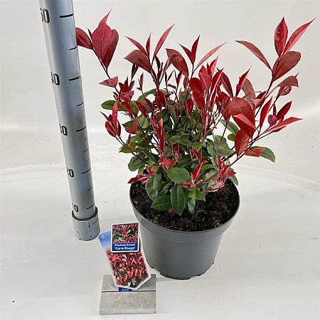 Photinia fraseri Carré Rouge Pot 5 Liter 60 - 70 cm