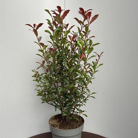 Photinia fraseri Carré Rouge Pot 15 liter 80 - 100 cm
