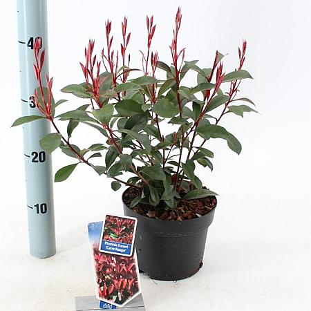 Photinia fraseri Carré Rouge Pot 2 liter 25-30cm