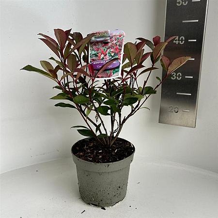 Photinia fraseri Carré Rouge Pot 2 liter 25-30cm