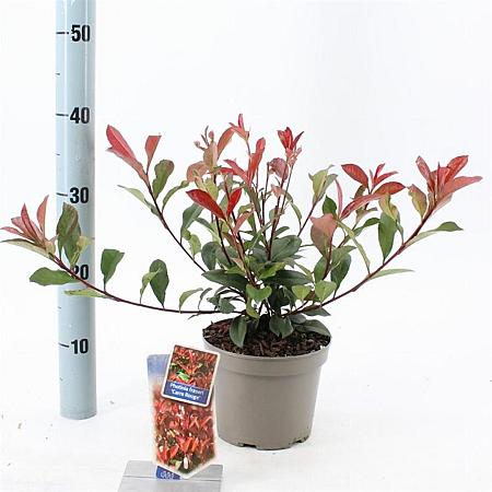 Photinia fraseri Carré Rouge Pot 2 liter 25-30cm