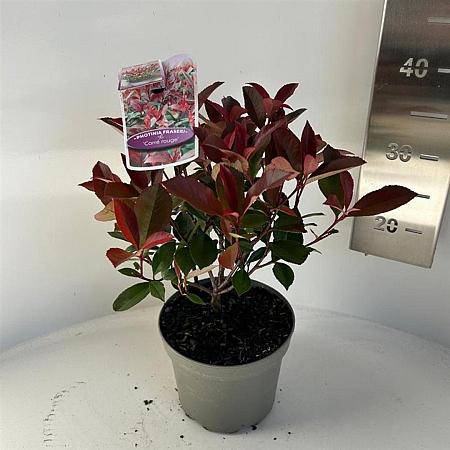 Photinia fraseri Carré Rouge Pot 2 liter 25-30cm