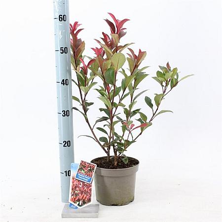 Photinia fraseri Carré Rouge Pot 2 liter 25-30cm