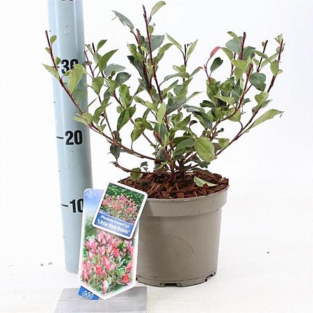 Photinia fraseri 'Little Red Robin' Pot 2 Liter 20 - 30 cm